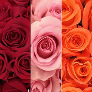 Red, Pink & Orange